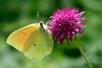 Gonepteryx cleopatra