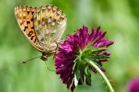 Speyeria aglaja