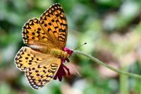 Speyeria aglaja