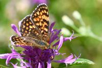 Melitaea phoebe
