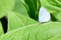 Celastrina argiolus