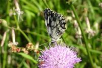 Melanargia galathea