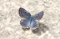 Scolitantides orion