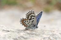 Scolitantides orion