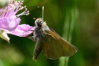 Thymelicus acteon