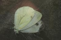 Pieris napi