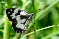 Melanargia galathea