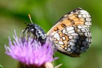 Melitaea athalia