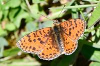 Melitaea didyma