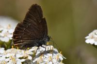 Satyrium ilicis