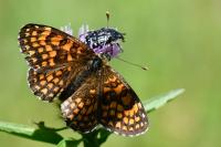 Melitaea athalia