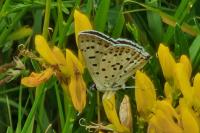 Lycaena tityrus