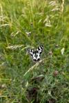 Melanargia galathea
