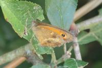 Pyronia tithonus
