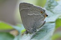 Quercusia quercus