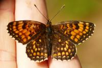 Melitaea diamina