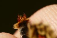 Melitaea parthenoides