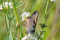 Satyrium ilicis
