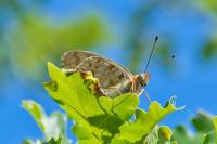 Fabriciana niobe