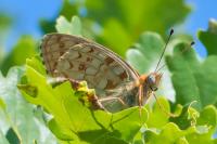 Fabriciana niobe