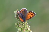 Lycaena hippothoe