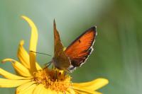 Lycaena hippothoe