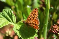 Boloria euphrosyne