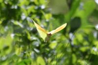 Gonepteryx cleopatra
