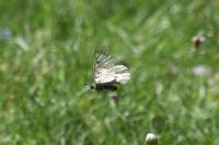 Parnassius turatii