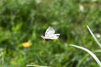 Parnassius turatii