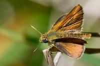 Thymelicus sylvestris