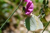 Gonepteryx cleopatra
