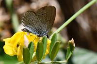 Cupido minimus