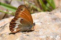 Coenonympha arcania