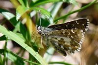 Pyrgus armoricanus