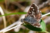 Spialia sertorius