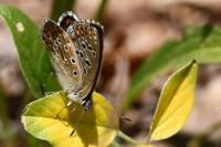 Lysandra bellargus
