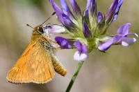 Ochlodes sylvanus