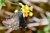 Pyrgus armoricanus