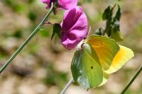 Gonepteryx cleopatra