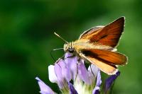 Thymelicus sylvestris