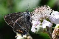 Satyrium spini