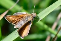 Thymelicus acteon