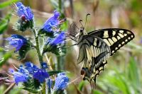 Papilio machaon