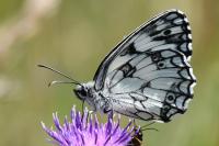 Melanargia galathea