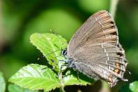Satyrium ilicis