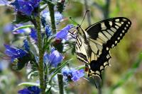 Papilio machaon