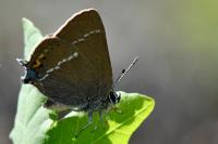 Satyrium spini