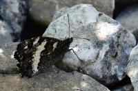Brintesia circe