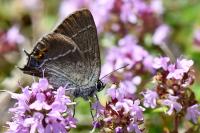 Satyrium spini